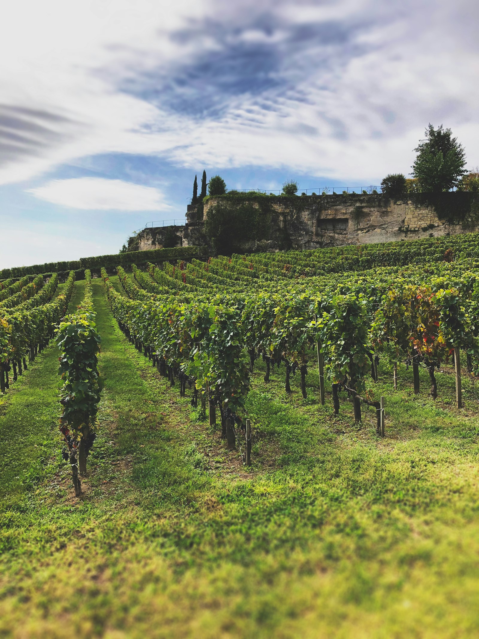 Vignobles de Saint-Émilion au matin